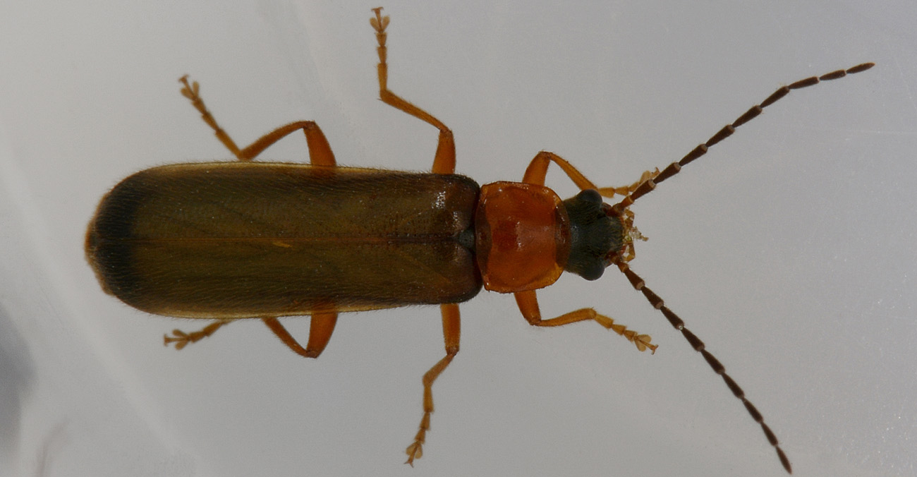 Rhagonycha lutea (Cantharidae)